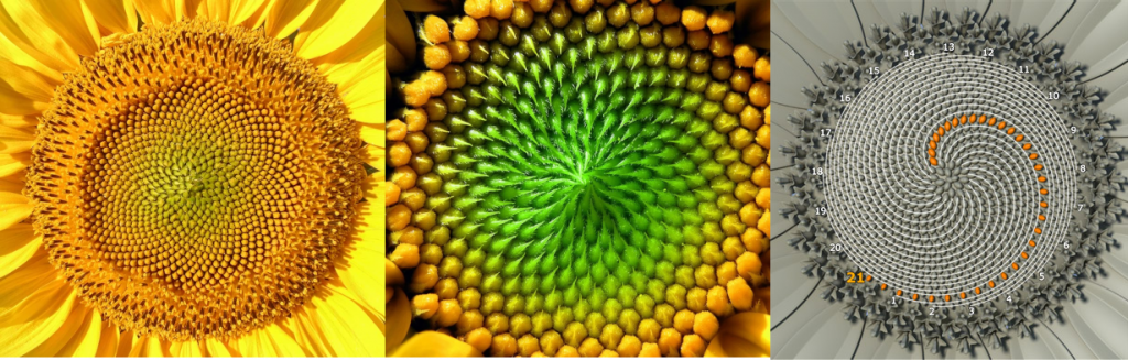 Fibonacci en los Girasoles